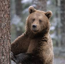 orso.jpg