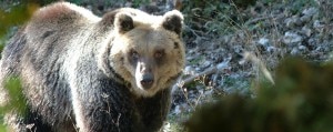 orso1-300x119.jpg