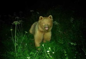 orso-biondo-trentino-300x206.jpg