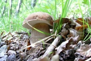 fungaiolo-300x203.jpg