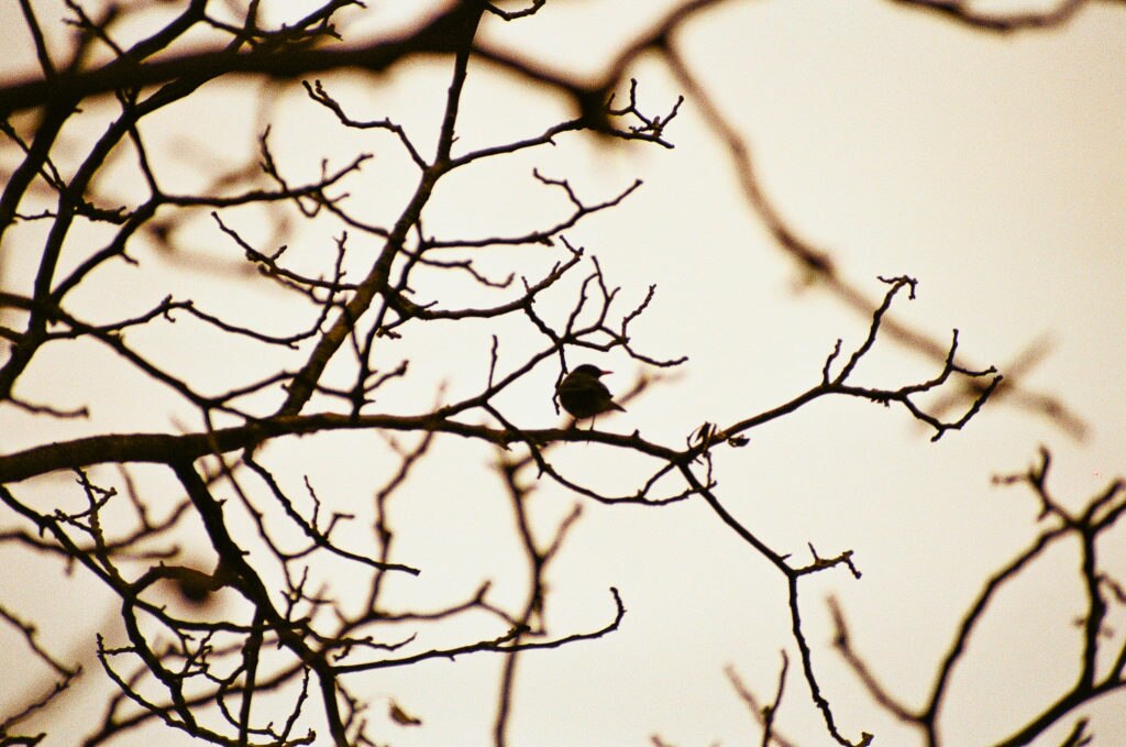 Foto 4 - In attesa di spiccare il volo - Maria Gemma Cugini - Albino