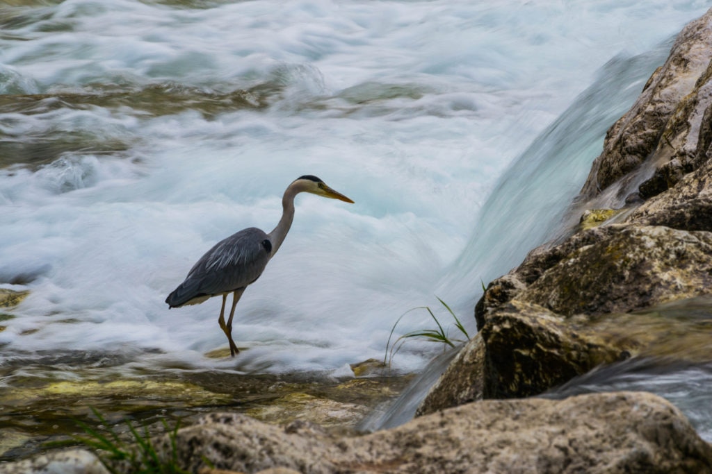 Foto 2 - Airone - Federica Vedovati - Albino