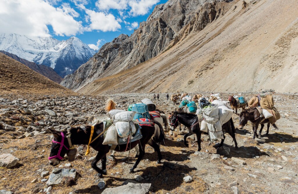 Nepal, Dolpo, arrivo della carovana dei muli all