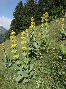genziana-maggiore-nel-suo-habitat-225x300.jpg