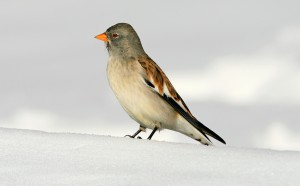 uccello-300x186.jpg