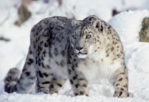 snowl-300x207.jpg