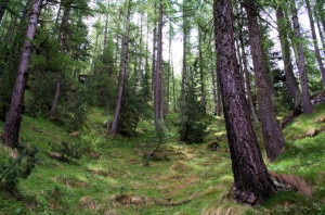 bosco-300x198.jpg