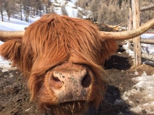 Yak a Livigno