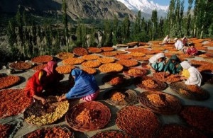 L'essiccamento delle albicocche in Pakistan
