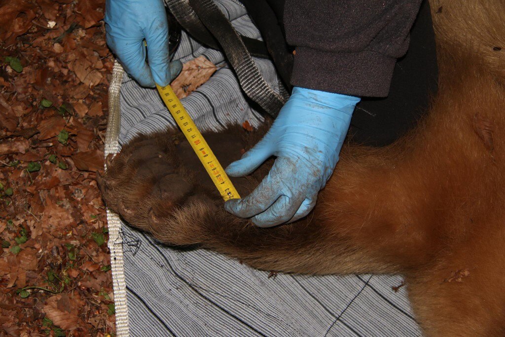 Photo courtesy Università degli Studi di Udine