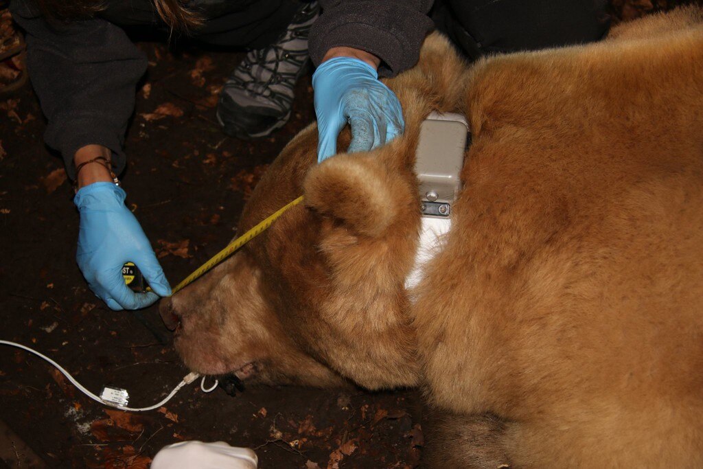 Photo courtesy Università degli Studi di Udine