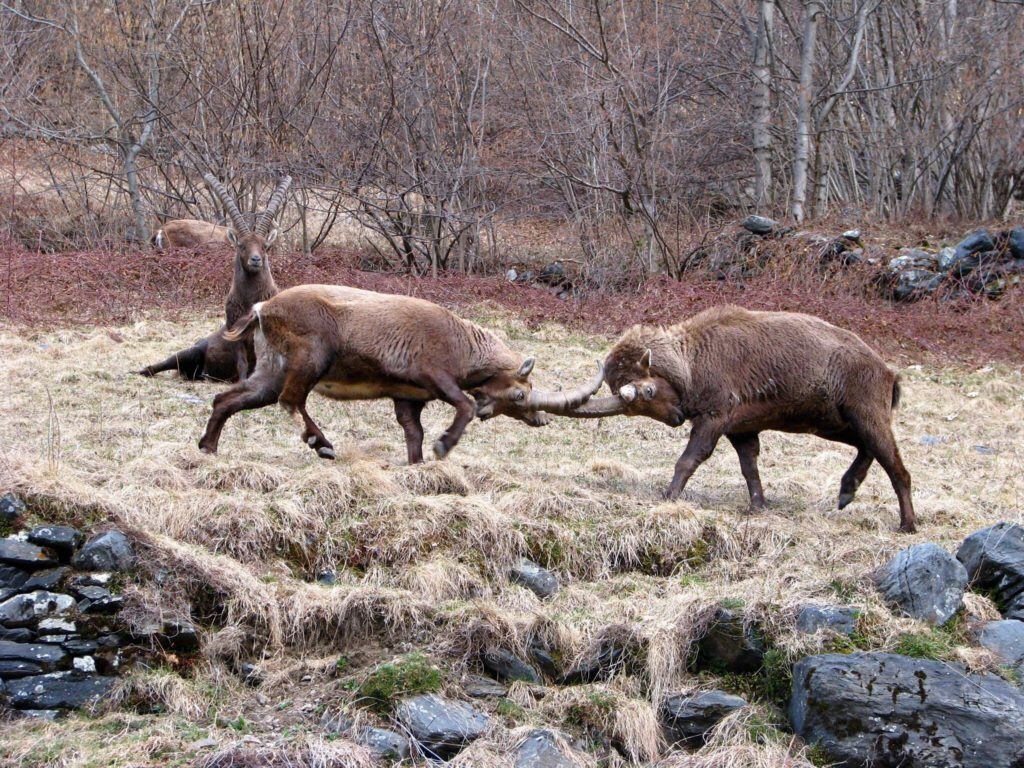 Rifugio Curò, Valle Seriana, Bergamo. Foto di Marco Capitanio 