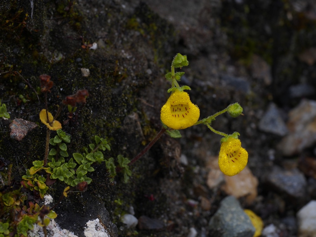 I fiori gialli di Calceolaria, che colonizza le morene del ghiacciaio