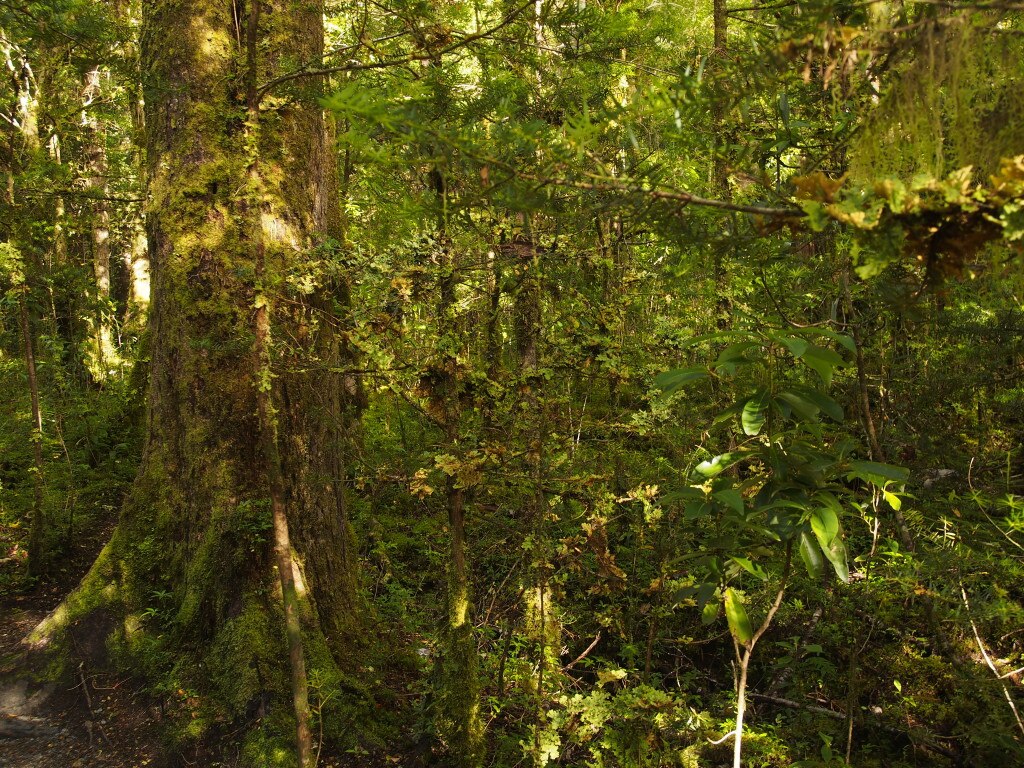 La foresta pluviale che circonda il ghiacciaio