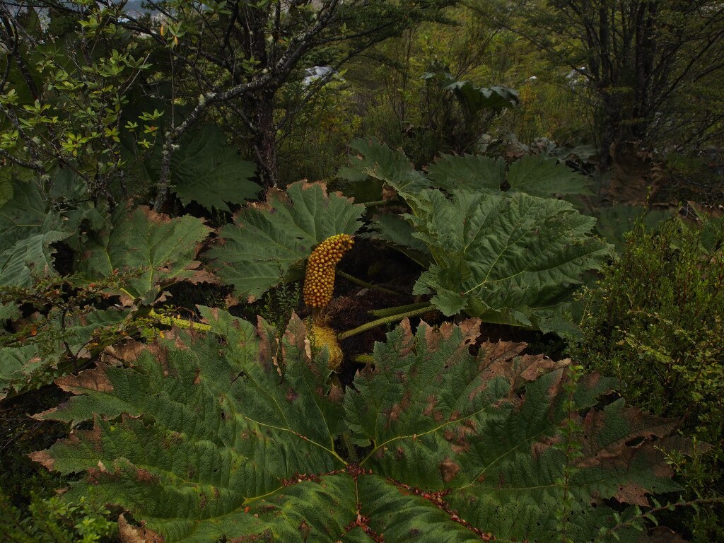 Le gigantesche foglie di Gunnera ricoprono le morene recenti del ghiacciaio