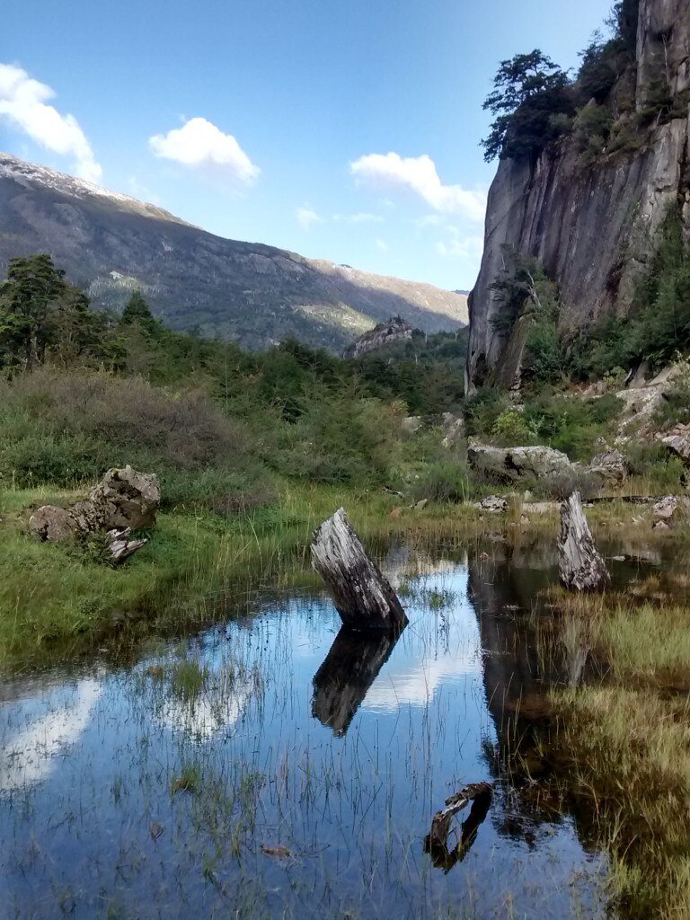 piccoli corpi lacustri con resti di alberi