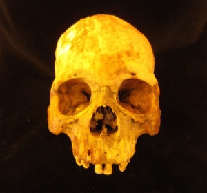 Uno dei crani ritrovati. Photo courtesy of ADN/C. Warinner