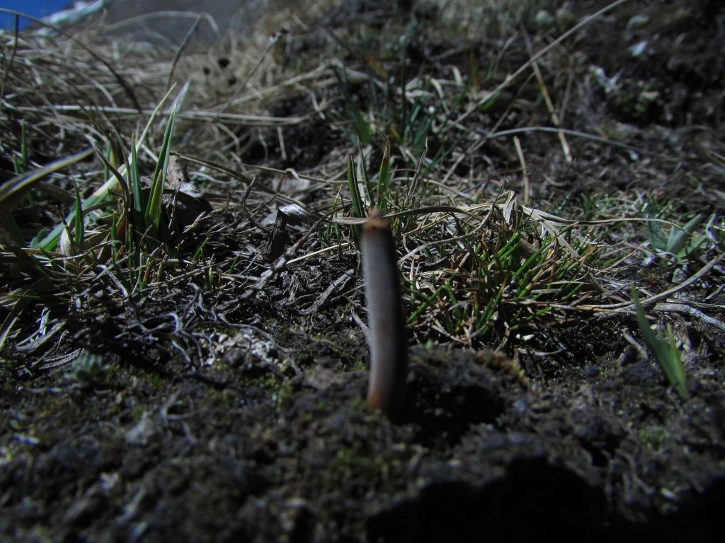 Il fungo che spunta dal terreno, regione del Dolpo. Foto @ wikimedia common
