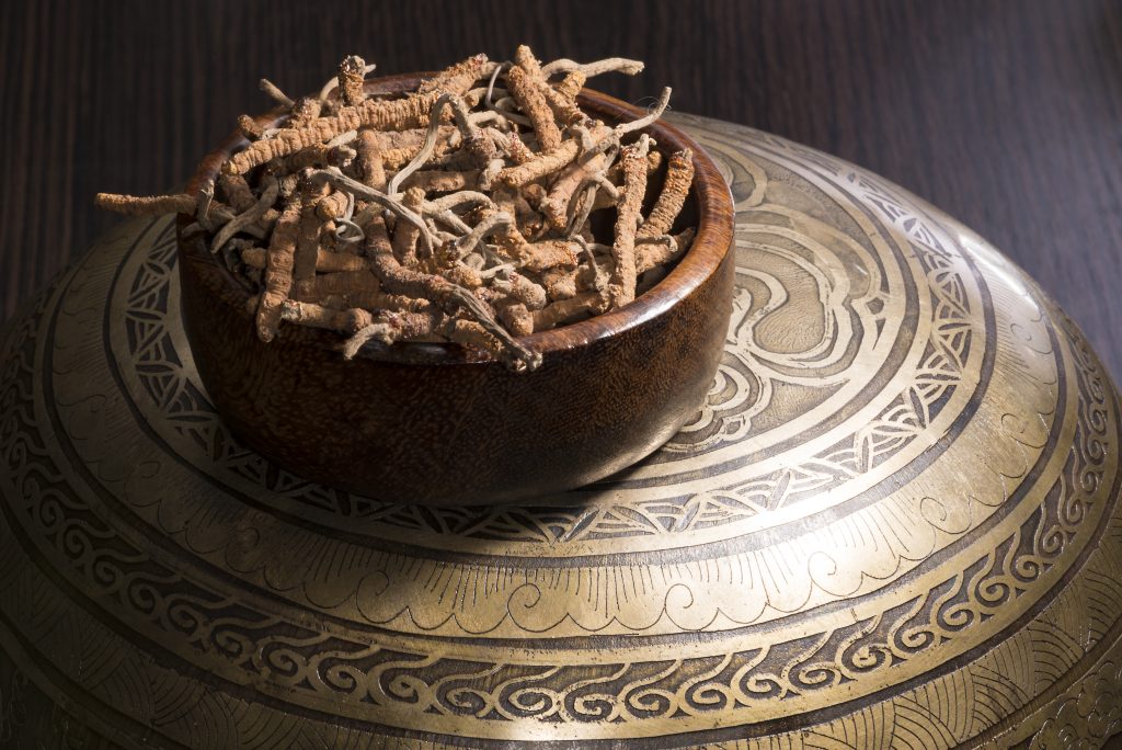 yarsagumba chinese cordyceps, alternative chinese folk medicine, tibetYarsagumba. Foto iStock