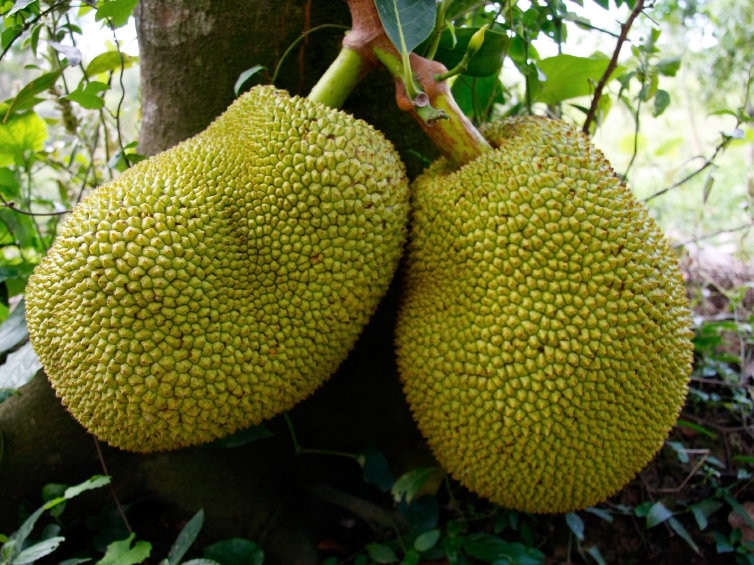 Photo of Jackfruit, il superfrutto himalayano contro la fame nel mondo