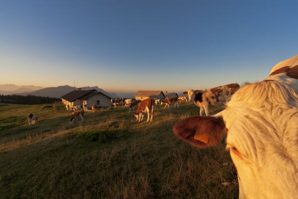 Photo of Alpe Cimbra: una giornata in malga per scoprire la vita rurale