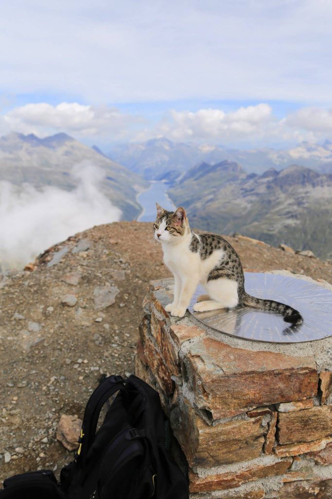 Photo Davide Mezzeria Facebook Page