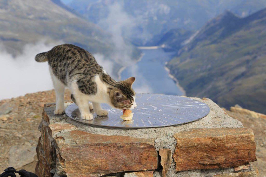 Photo Davide Mezzeria Facebook Page