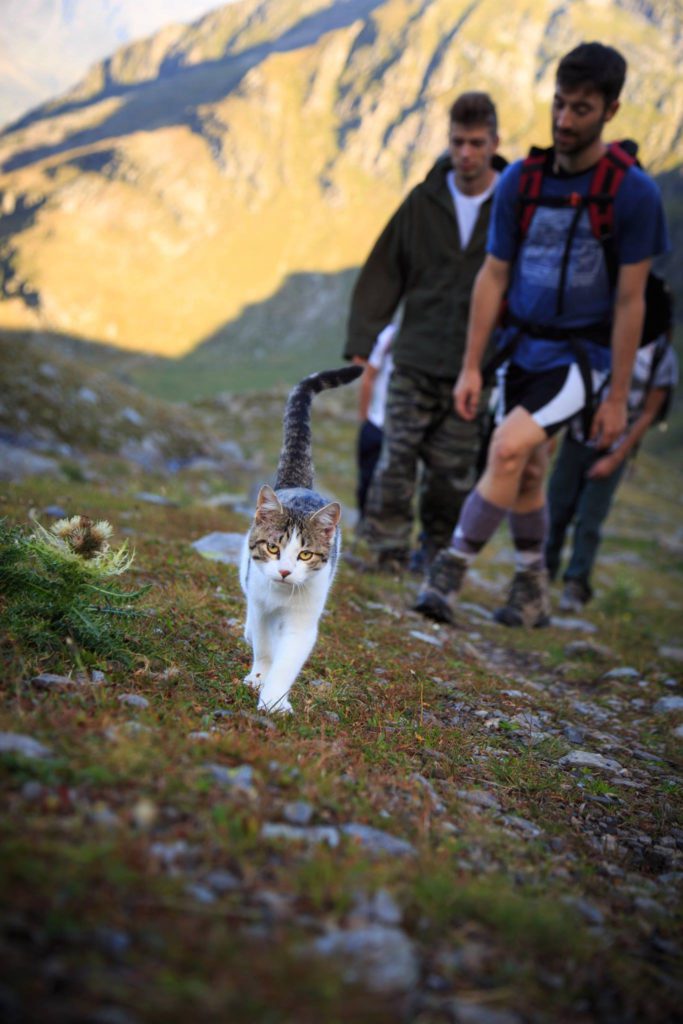 Photo Davide Mezzeria Facebook Page