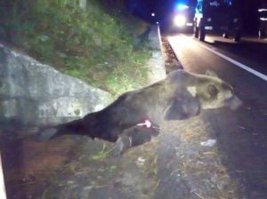 orso-ucciso-parco-nazionale-abruzzo-ottobre-2016-1-kkwf-u4324031267797fg-593x443corriere-web-roma