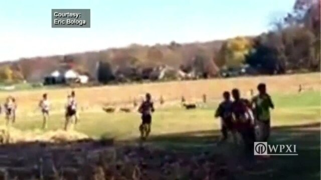 Photo of Cervo in corsa travolge podista in Pennsylvania: il video