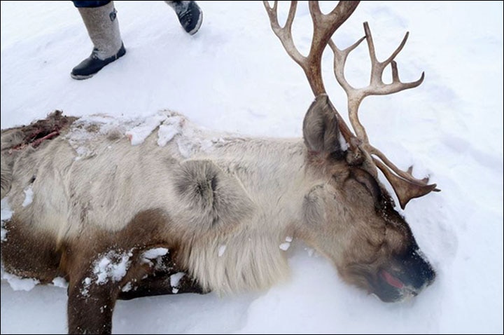 Photo of In Siberia è moria di renne a causa dei cambiamenti climatici