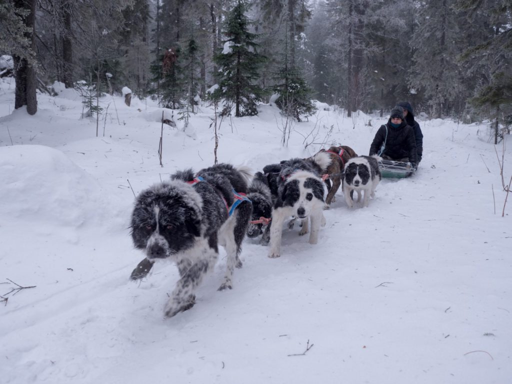 In caso di copiose nevicate per rifornirsi di cibo e altre provviste ci si affida ad una slitta con i cani