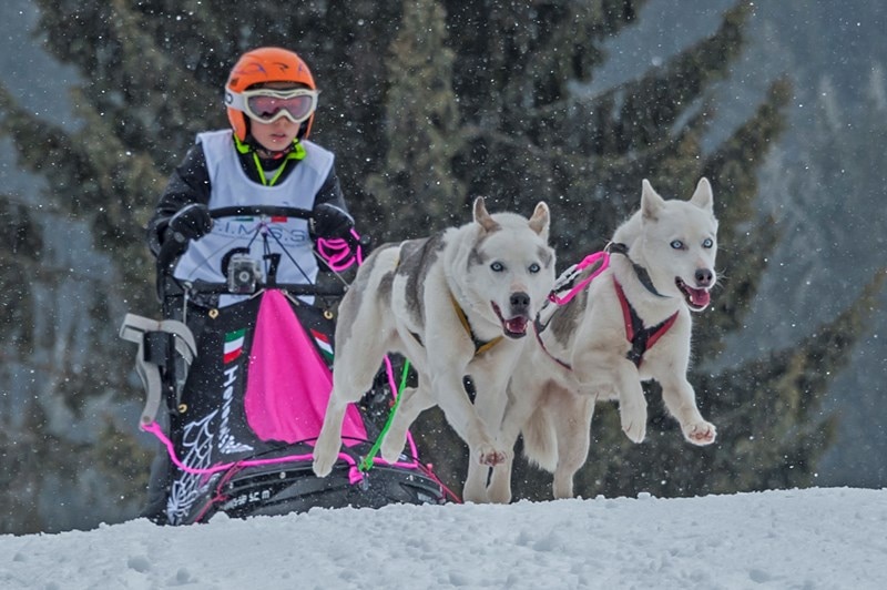 sleddog