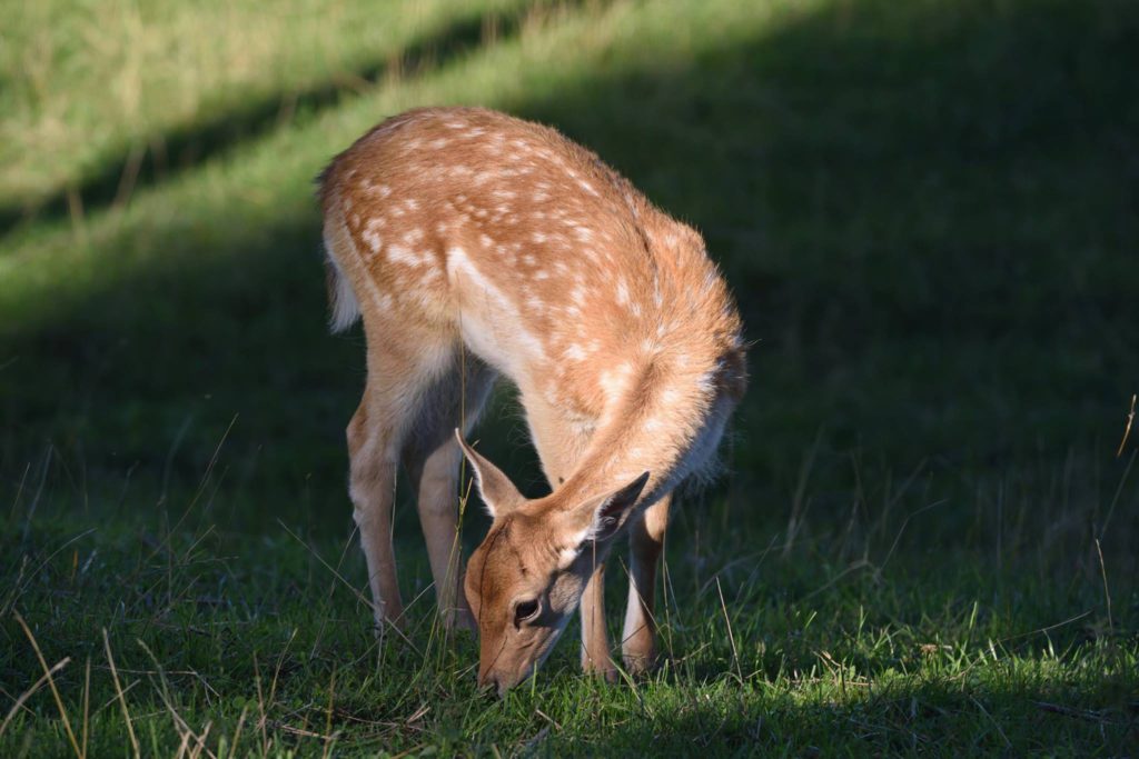 Daino in Marcesiana Asiago. Foto di Enzo Biggini