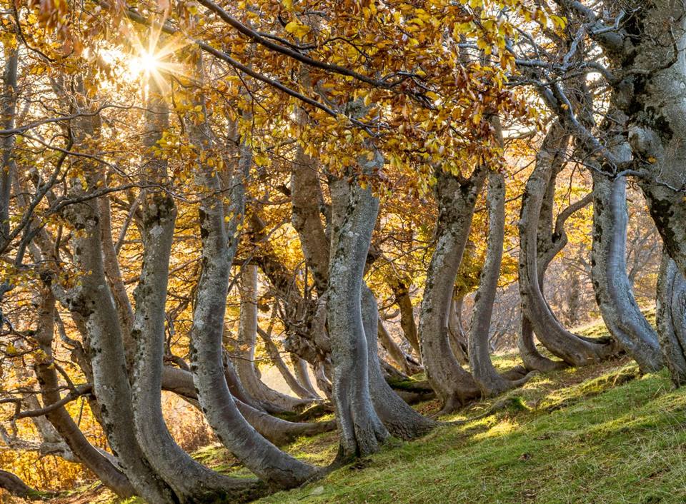 Francesco Ferruzzi - Menzione Alberi e Foreste - Parco Nazionale del Gran Sasso e Monti della Laga (Abruzzo, Lazio, Marche)