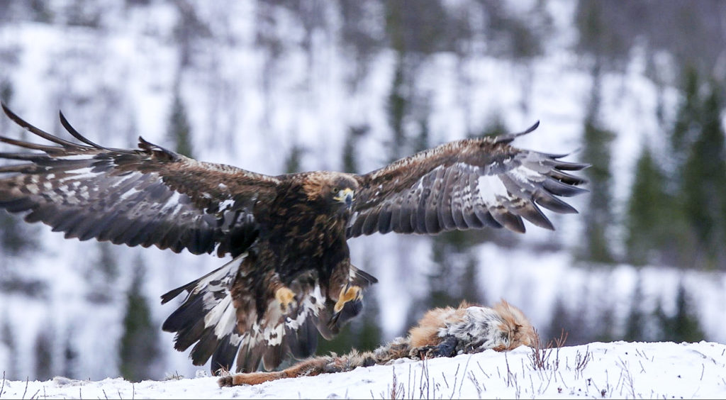 Parco Nazionale dello Stelvio