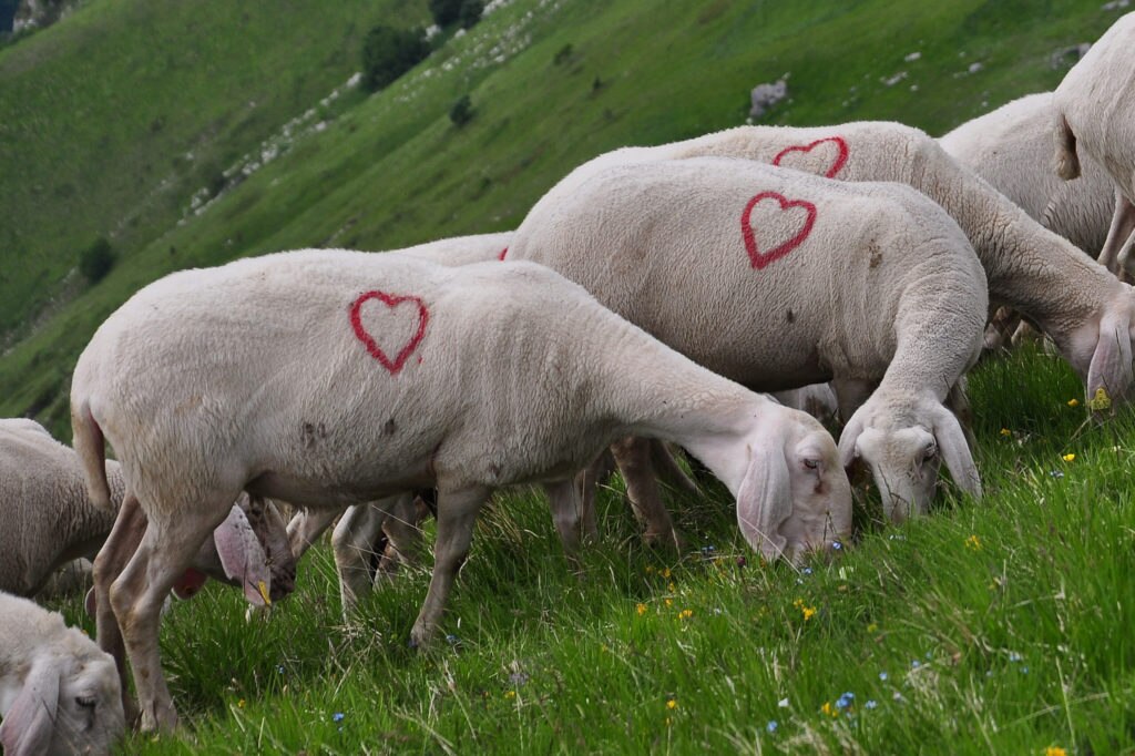 Pecore sul Monte Sibilla
