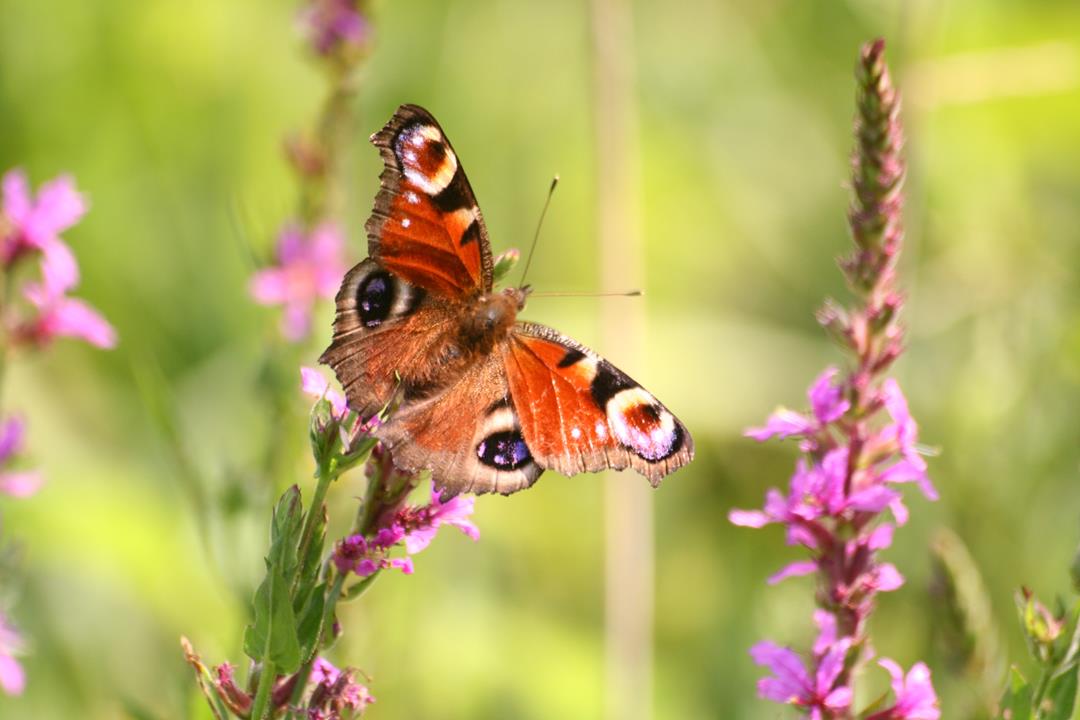 Nella foto un esemplare di Inachis Io, una delle farfalle oggetto del progetto