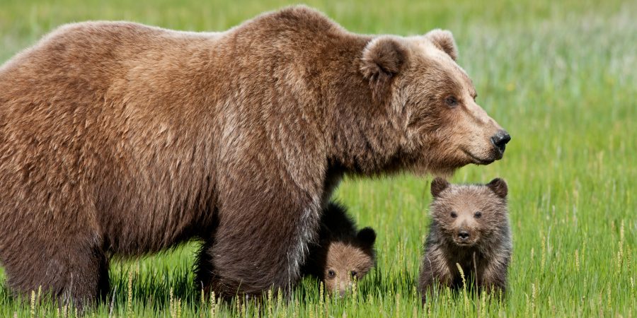 In Trentino compare lo spray anti-orso. La Provincia: è inefficace