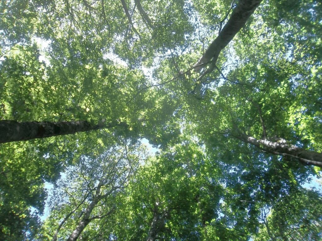 Foto @ Luciano Pellegrini