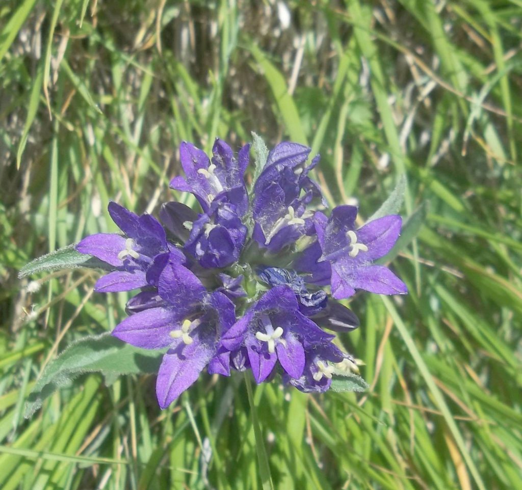 Foto @ Luciano Pellegrini