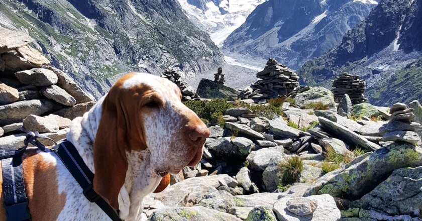 cani in montagna, in montagna con il cane, cani, consigli