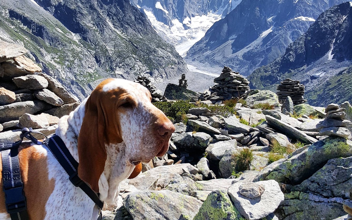 cani in montagna, in montagna con il cane, cani, consigli