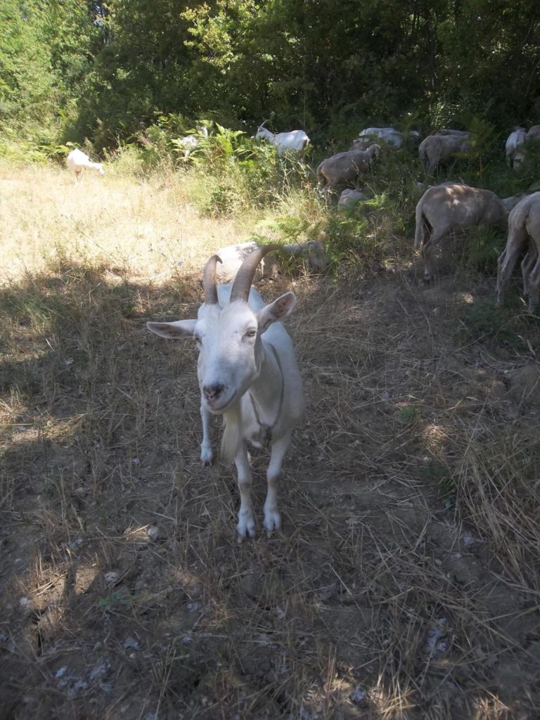 Foto @ Luciano Pellegrini