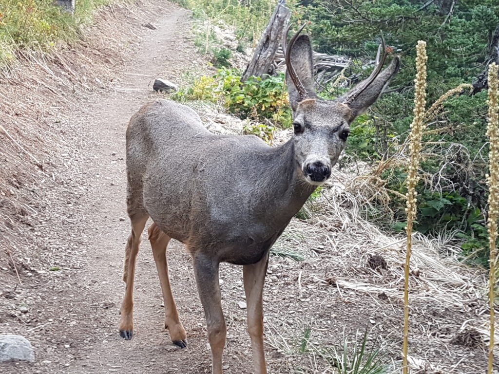 Incontri ravvicinati@Diego Salvi