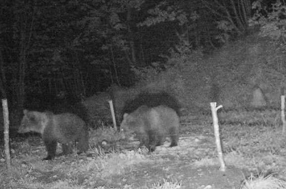 I due orsetti di KJ2 @orso.provincia.tn.it