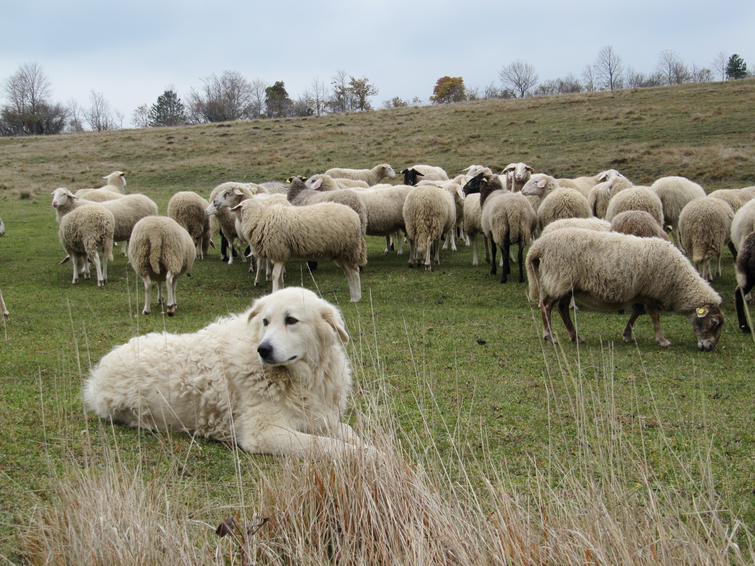 Cani da guardiania: dal CAI 7 norme di comportamento per gli escursionisti  responsabili - Montagna.TV