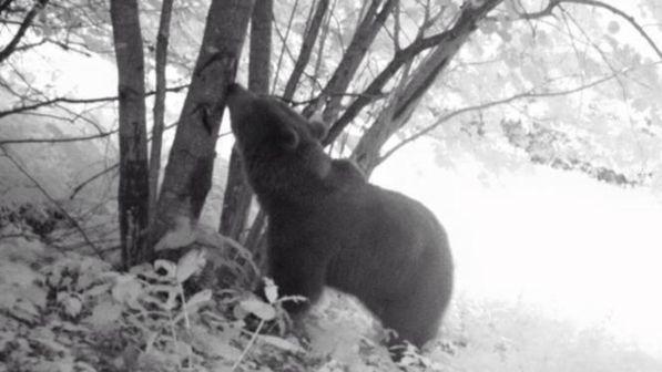 L'orso E4 @Tgcom24