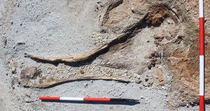Resti dell’Elephas Antiquus ritrovato nei pressi del Lago Cecita, Foto @Soprintendenza Archeologia, Belle Arti e Paesaggio per le province di Catanzaro, Cosenza e Crotone