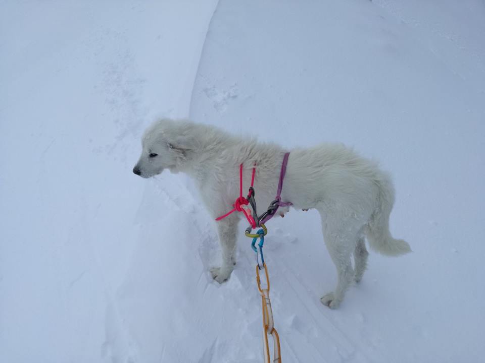 Il cane a valle. Foto @ CNSAS Lazio.